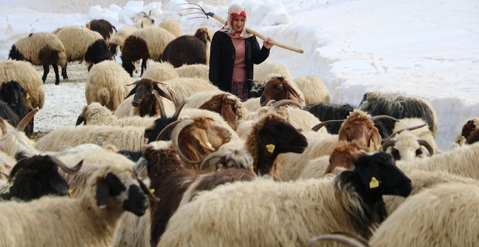 Yüksekovalı 3 çocuk annesi Fidan,  aldığı koyunlar ile ailesini geçindiriyor