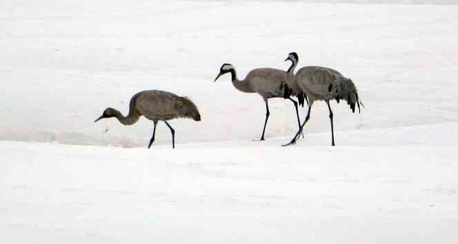 Turnalar 30 yıl aradan sonra Yüksekova'ya yeniden geldi