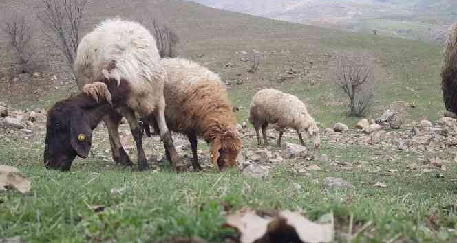 Derecik'te koyunlar meraya çıktı
