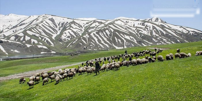 Hakkari Valiliğinden yayla ve mera genelgesi