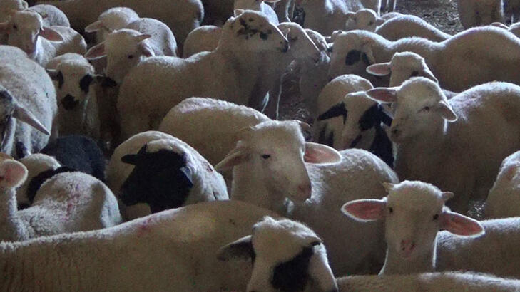 Katar'a 201 bin 227 küçükbaş hayvan ihraç edildi