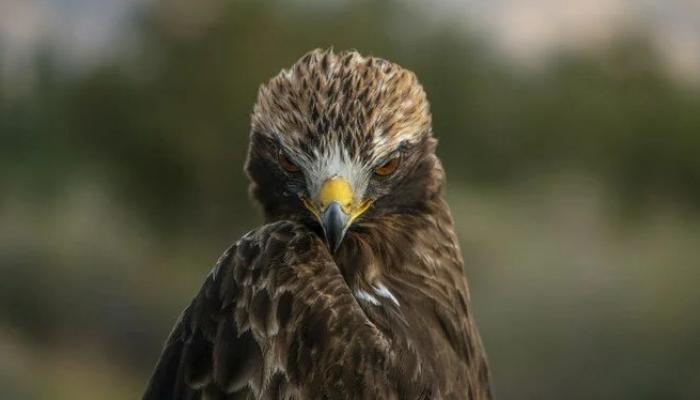 Kartala uydudan takip