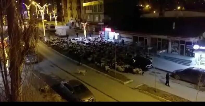 Sahur vakti kent merkezinden koyun sürüsü geçti