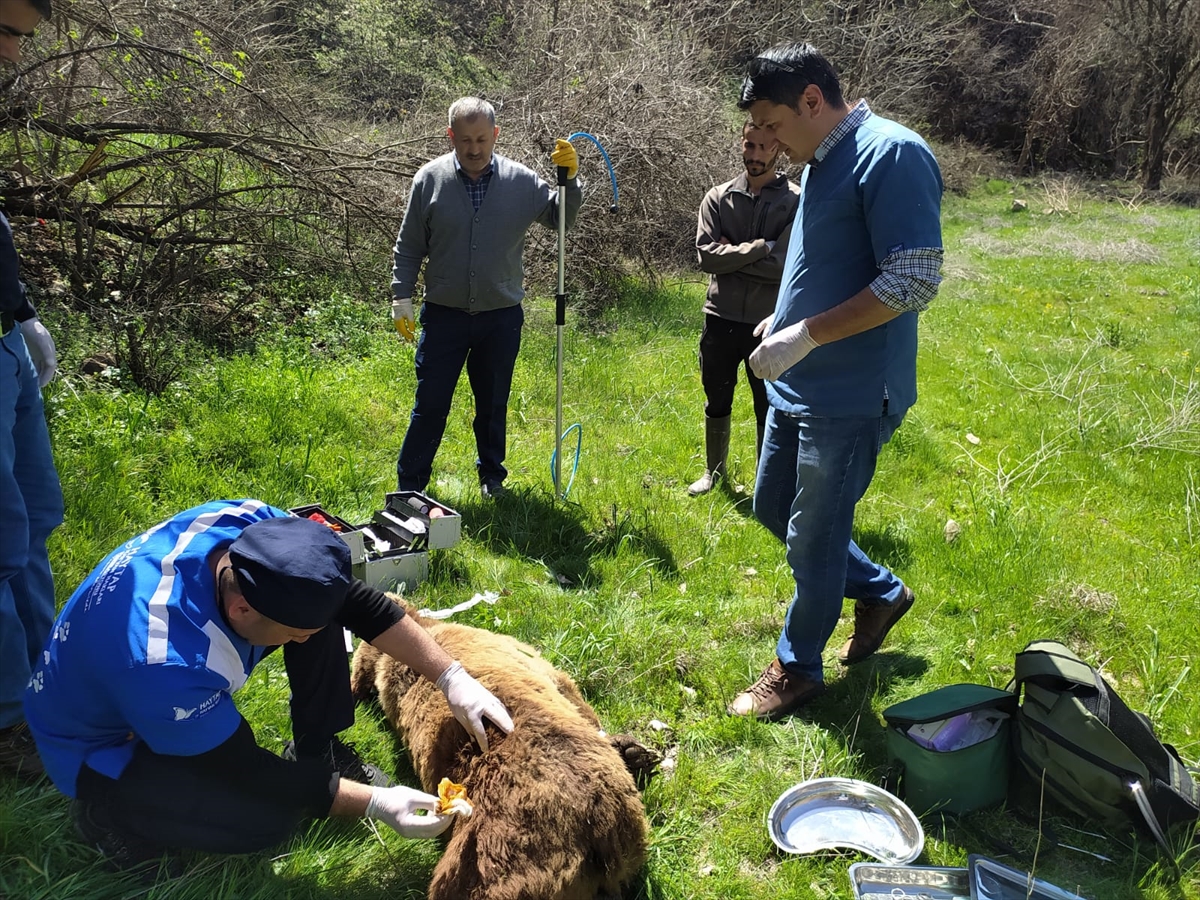 Hakkari'de bulunan yaralı ayı tedavi için Van'a gönderildi