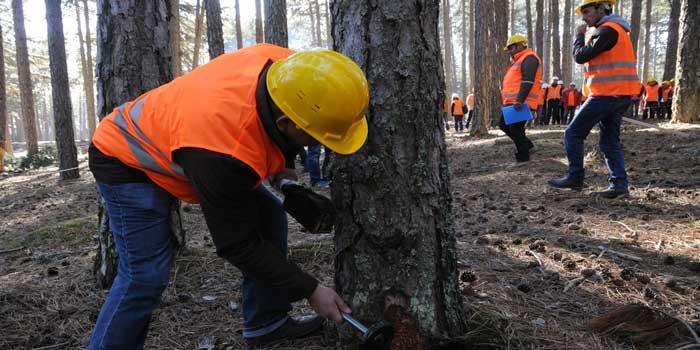 Orman Genel Müdürlüğü'ne 5 bin geçici işçi alınacak