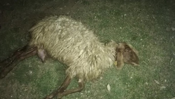 Kurtlar koyun sürüsüne saldırdı