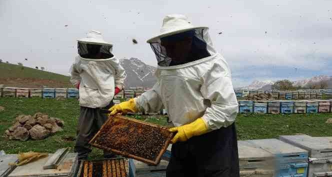 Derecik'te arı yetiştiricilerinin bal mesaisi başladı