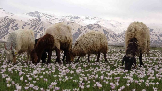 Kardelenler Yüksekova'ya renk kattı