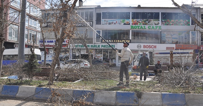 Yüksekova'da ağaç budama çalışması