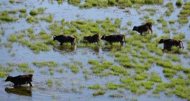 İneklerin Nehil Sazlığı'nda otlaması Afrika'yı aratmadı