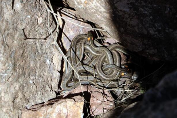 Sürü halinde görüntülediler