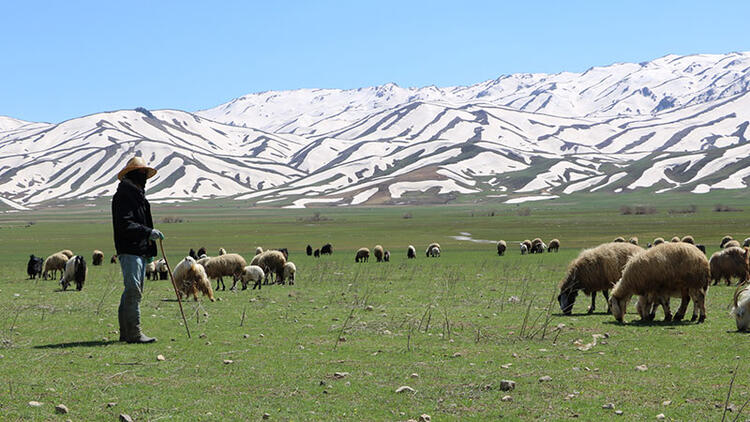 Aylık 7 bin liraya çoban bulamadılar, nöbet sistemine geçtiler
