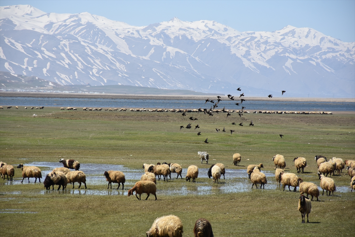 Nehil Sazlığı göçmen kuşlarla şenlendi