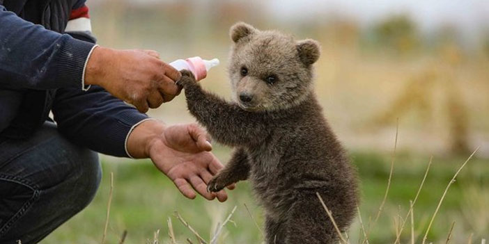 Ayı yavrusunu biberonla besliyorlar
