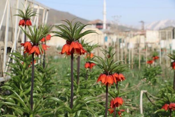 Ters laleler çiçek açtı