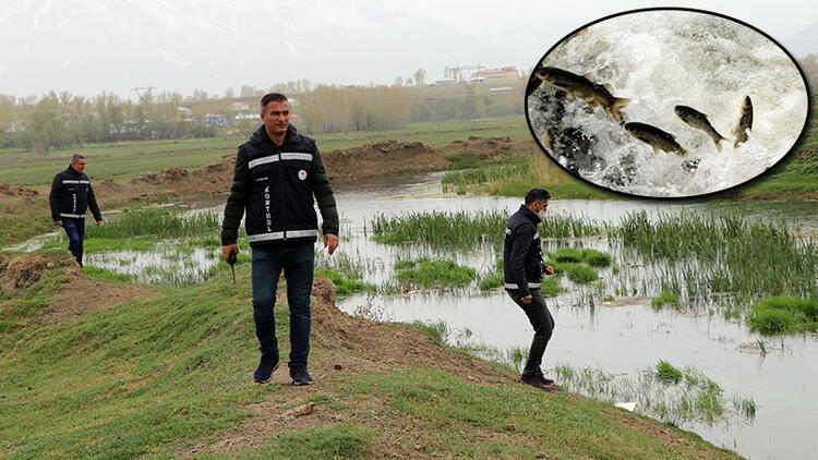 İnci Kefali için denetim sürüyor