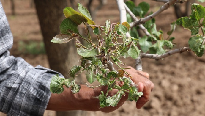 Urfa Fıstığı’nı don vurdu
