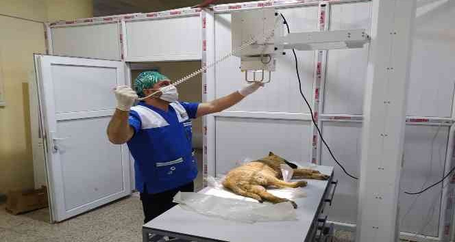 Hakkari'de veteriner ekiplerinin bayram mesaisi