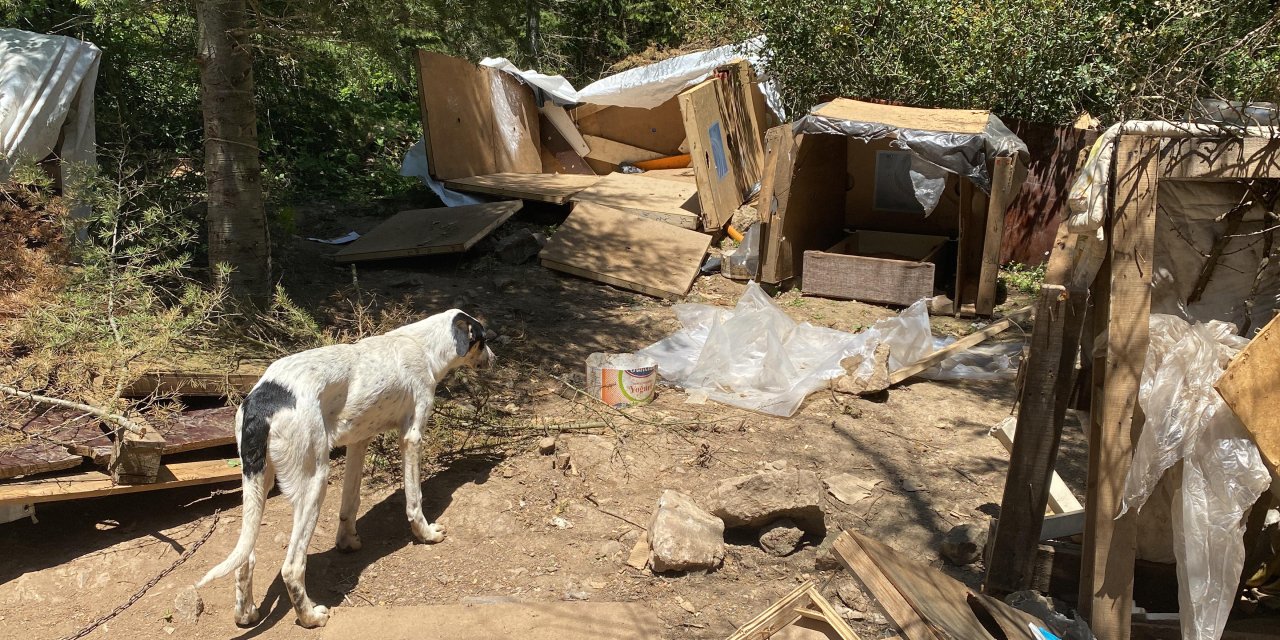 Köpeklerin barınaklarını yerle bir ettiler
