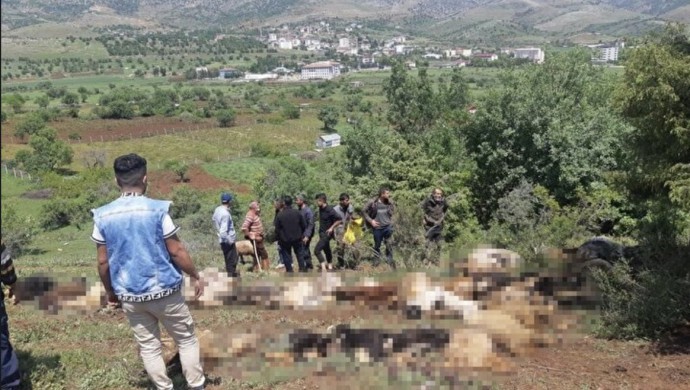 Koyun sürüsüne yıldırım çarptı