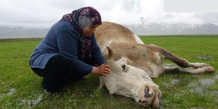 Tek geçim kaynağı olan ineğini kaybetti