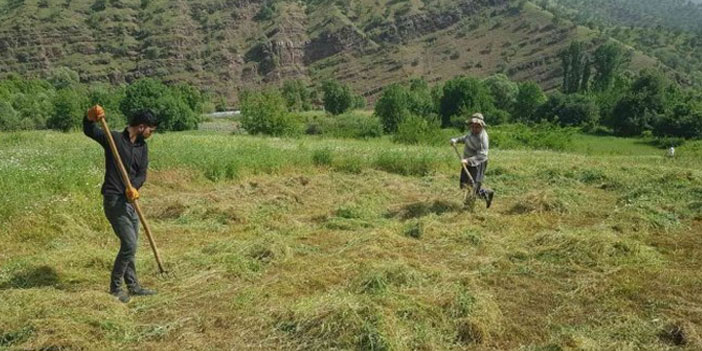 Derecik'te tırpanla ot biçme sezonu başladı