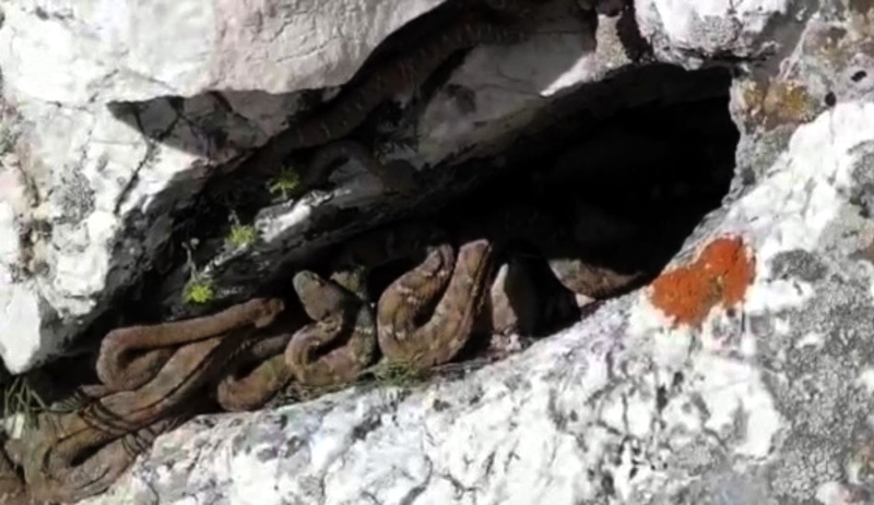 Engerek yılanları sürü halinde görüntülendi