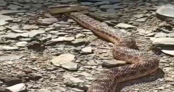 Yüksekova'da 2 metrelik engerek yılanı görüntülendi