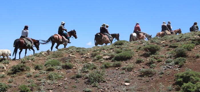 Hakkari'de Berivanların at sırtında zorlu süt yolculuğu