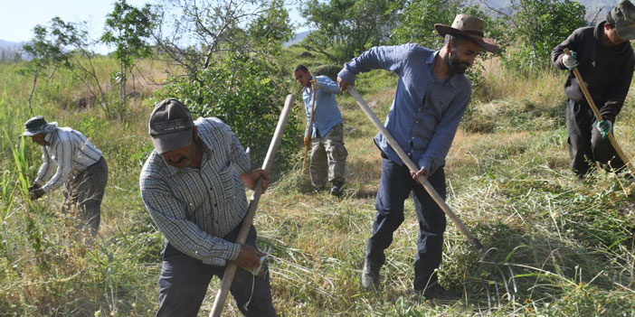 Hakkari'de tırpancılar iş başında