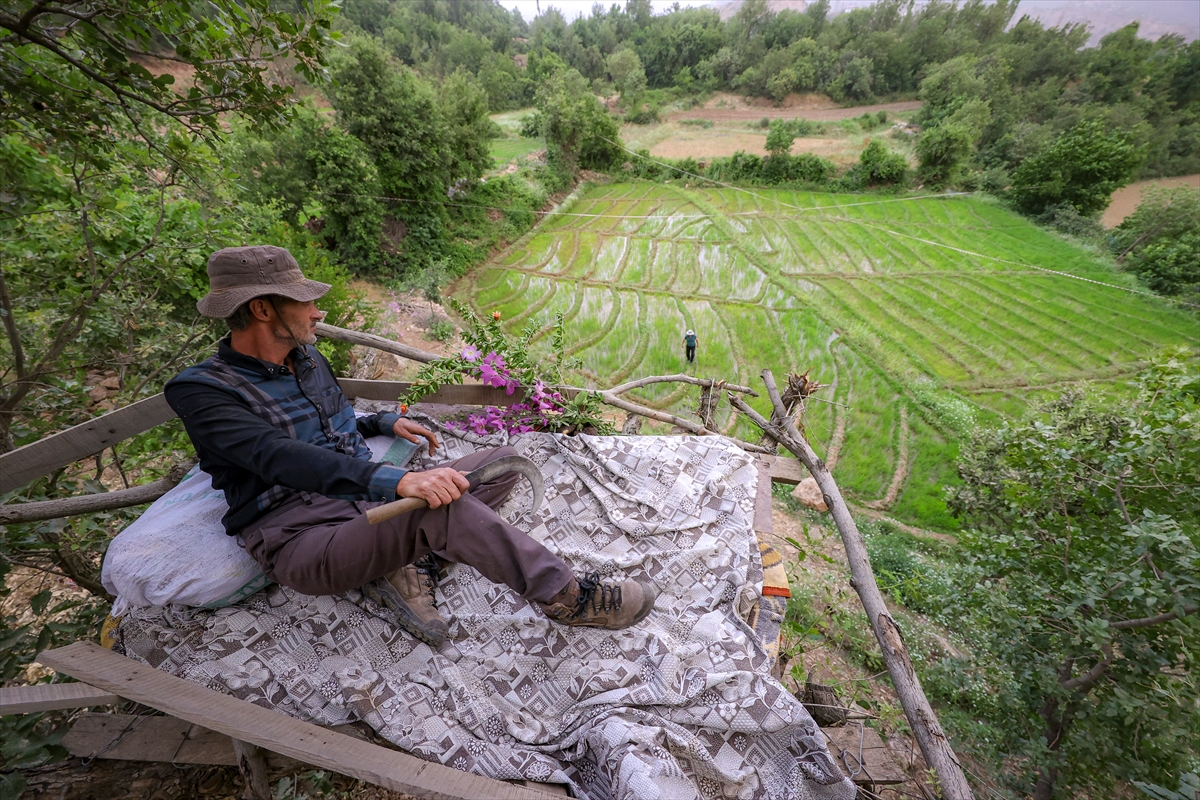 Çukurca'da 'Yaban domuzu' nöbeti