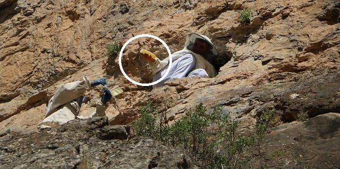 Hakkari'de 4 bin 135 rakımlı Cilo Dağı'na 'kaya balı' tırmanışı