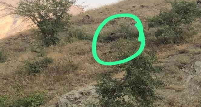 Hakkari'de yabani domuzlar bağ ve bahçelere dadandı