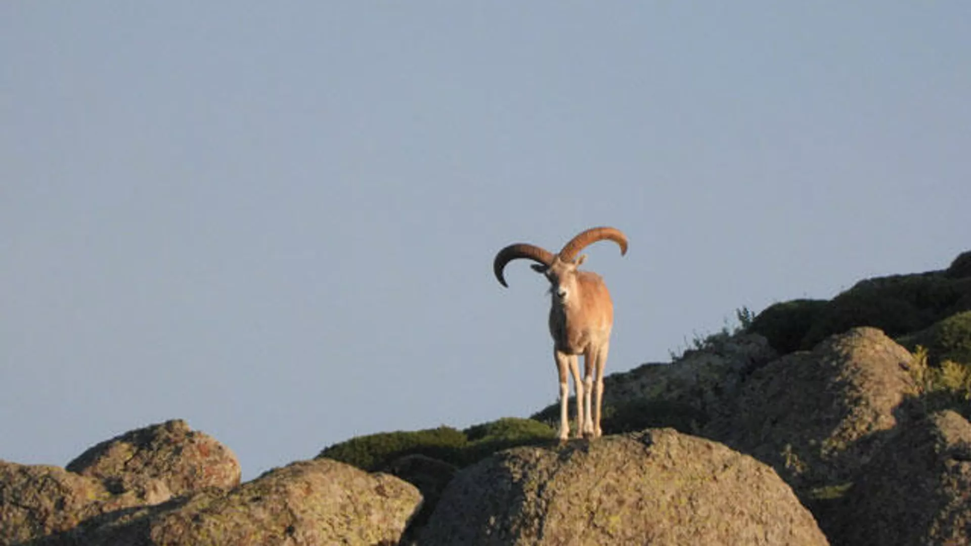 Yaban keçisi avlayan kişiye 254 bin lira ceza