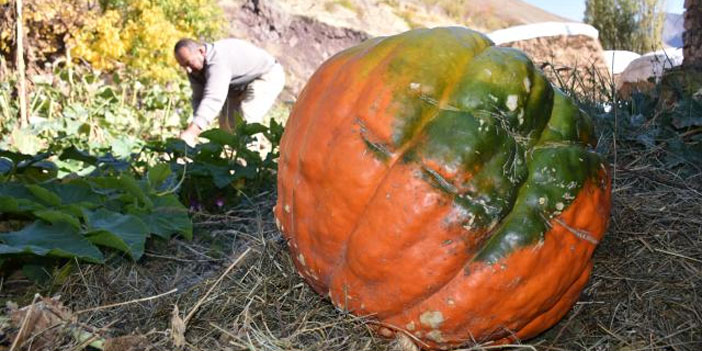Bahçesinde yaklaşık 100 kilogramlık bal kabağı yetiştirdi