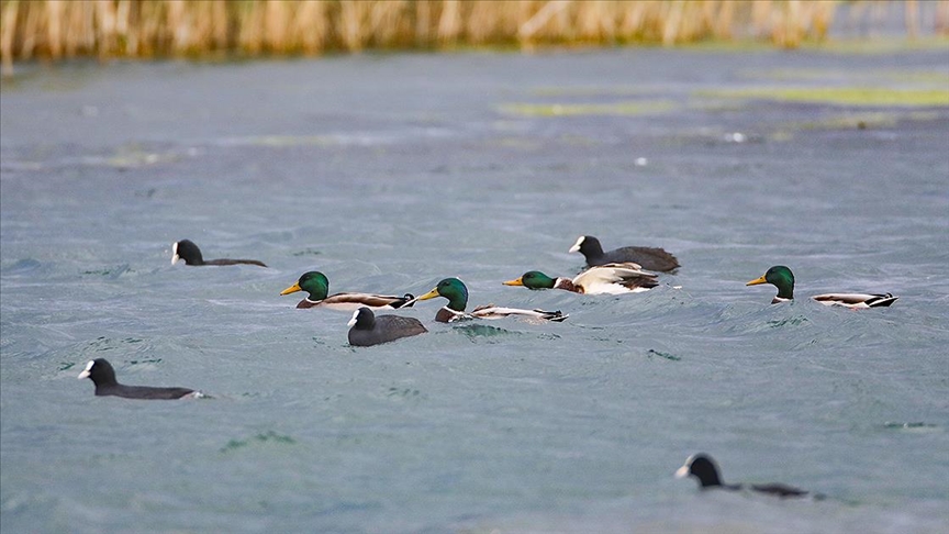 Yeni meskenleri Ağrı Dağı