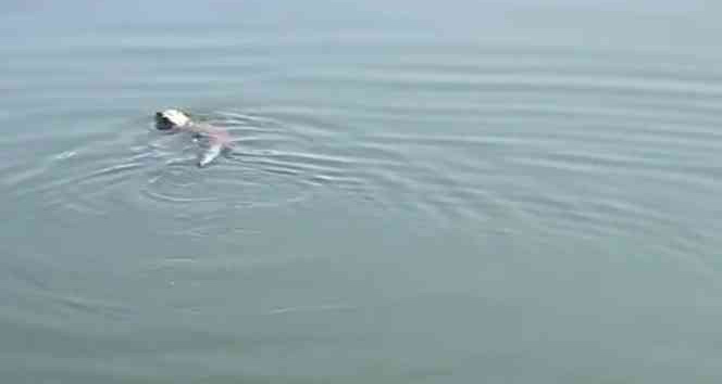 Yüksekova'da su samuru görüntülendi