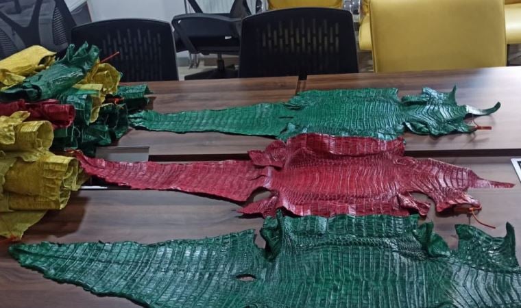 Hakkari'de 21 timsah derisi ele geçirildi