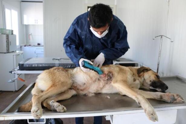 Yüksekova'daki Hayvan Bakım ve Rehabilitasyon Merkezi'nde 2 bin 457 hayvan tedavi edildi