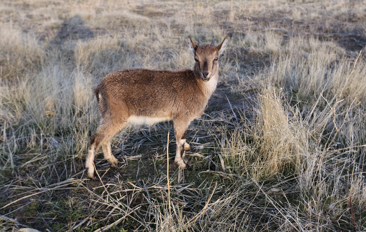 Yaralı bulunan yavru dağ keçisinin tedavisi tamamlandı