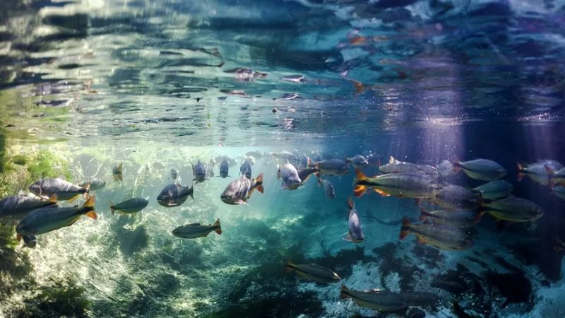 Biyoçeşitlilik Konferansı: Doğayı korumak için 'tarihi' anlaşma