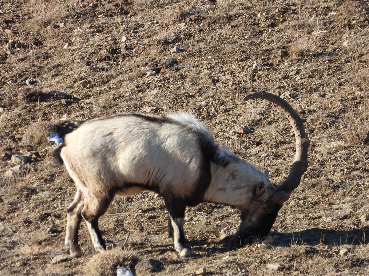 Tek boynuzlu dağ keçisi görüntülendi