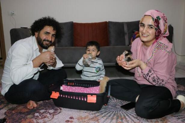 Deprem bölgesinden getirilen yavru kedilere, 'sütanne' oldu