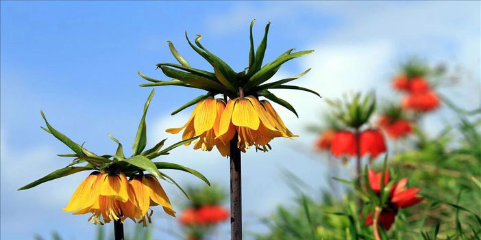 Ters Lale ile ilgili bir karar da Hakkari'den