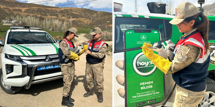 Hakkari'de yaralı gri balıkçıl kuşu bulundu