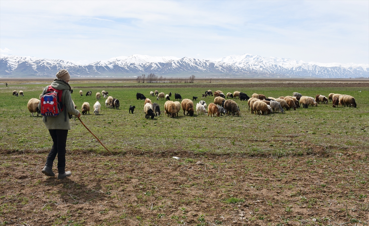 Hakkarili besiciler baharın gelmesiyle hayvanlarını meralara çıkarmaya başladı