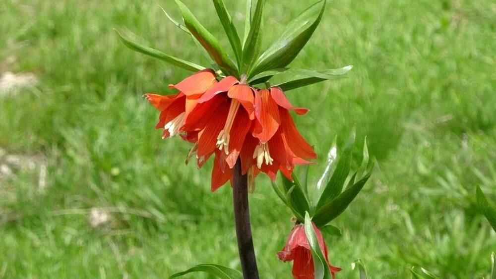 Başında nöbet tutuyorlar