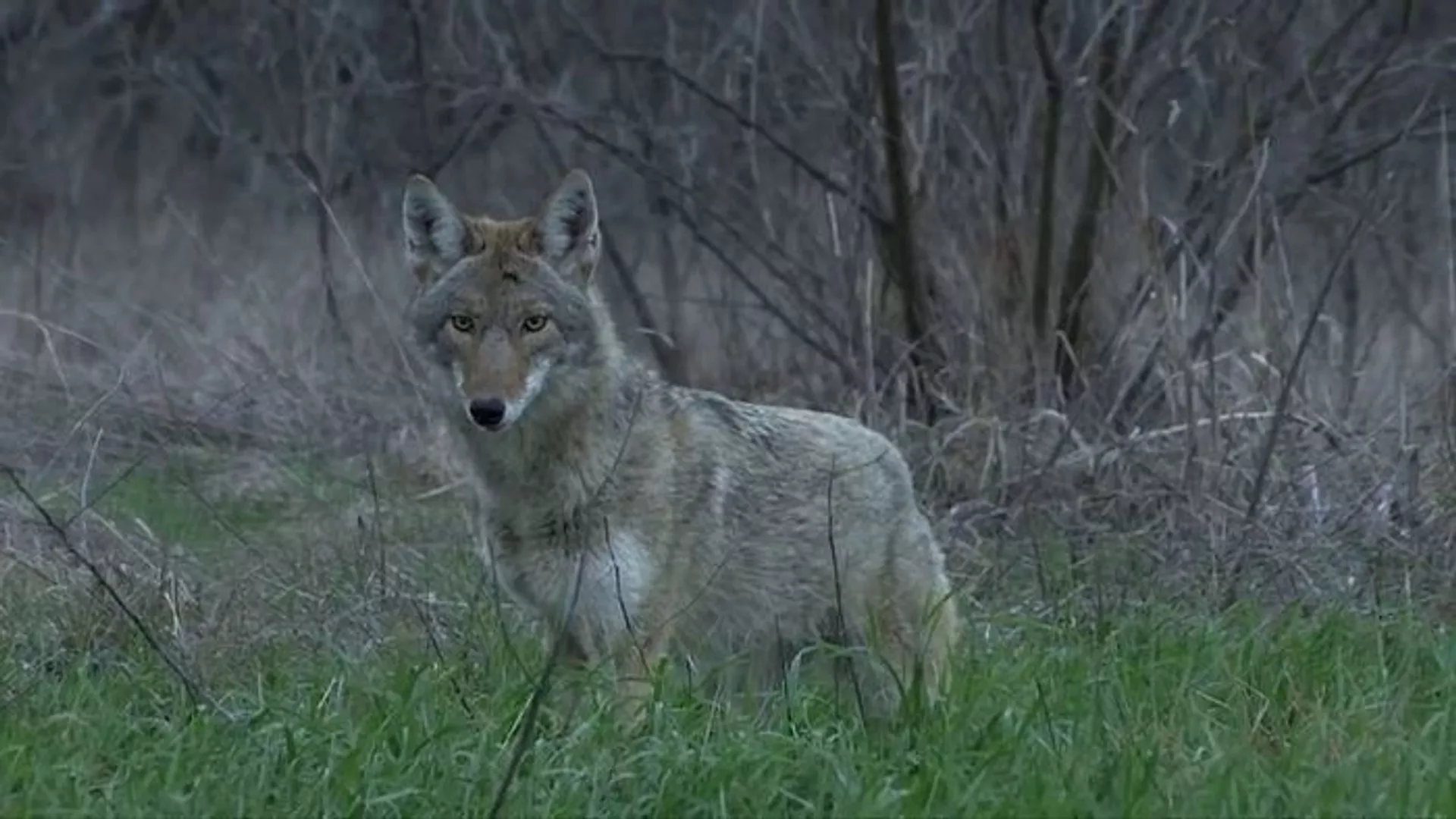 Erzurum'da kurt saldırısı