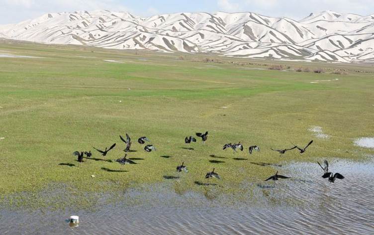 Yüksekova Nehil Sazlığı'nda tespit edilen kuş türü sayısı 200'ü geçti