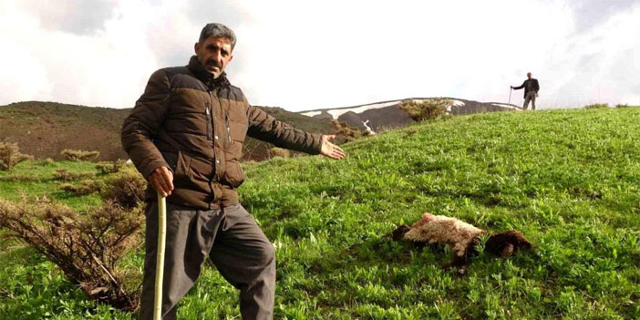 Kurtlar sürüye daldı, onlarca koyun telef oldu